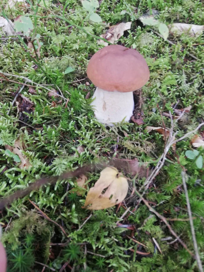 Deszcz spadł, ale zrobiło się zimno. Jaka jest aktualna sytuacja grzybowa w Świętokrzyskiem?