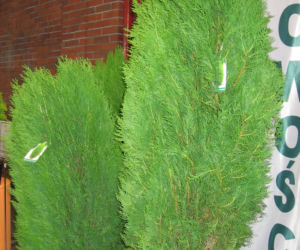 Biota wschodnia 'Smolin'