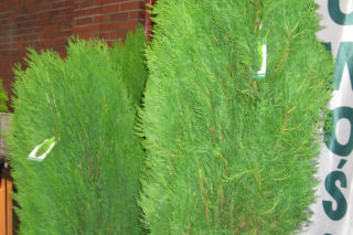 Biota wschodnia (żywotnik wschodni) 'Smolin'PBR - Platycladus orientalis 'Smolin' PBR (Thuja orientalis 'Smolin' PBR = Biota orientalis'Smolin' PBR)