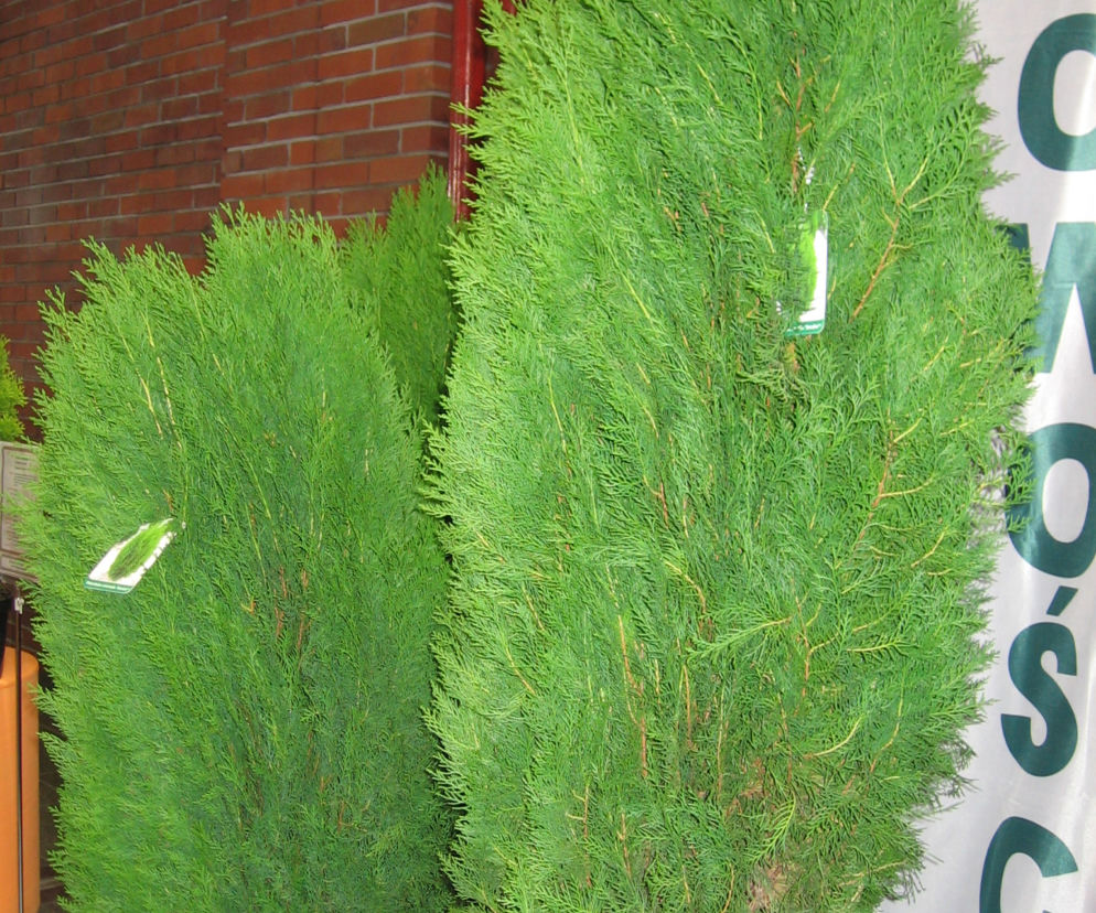Biota wschodnia 'Smolin'