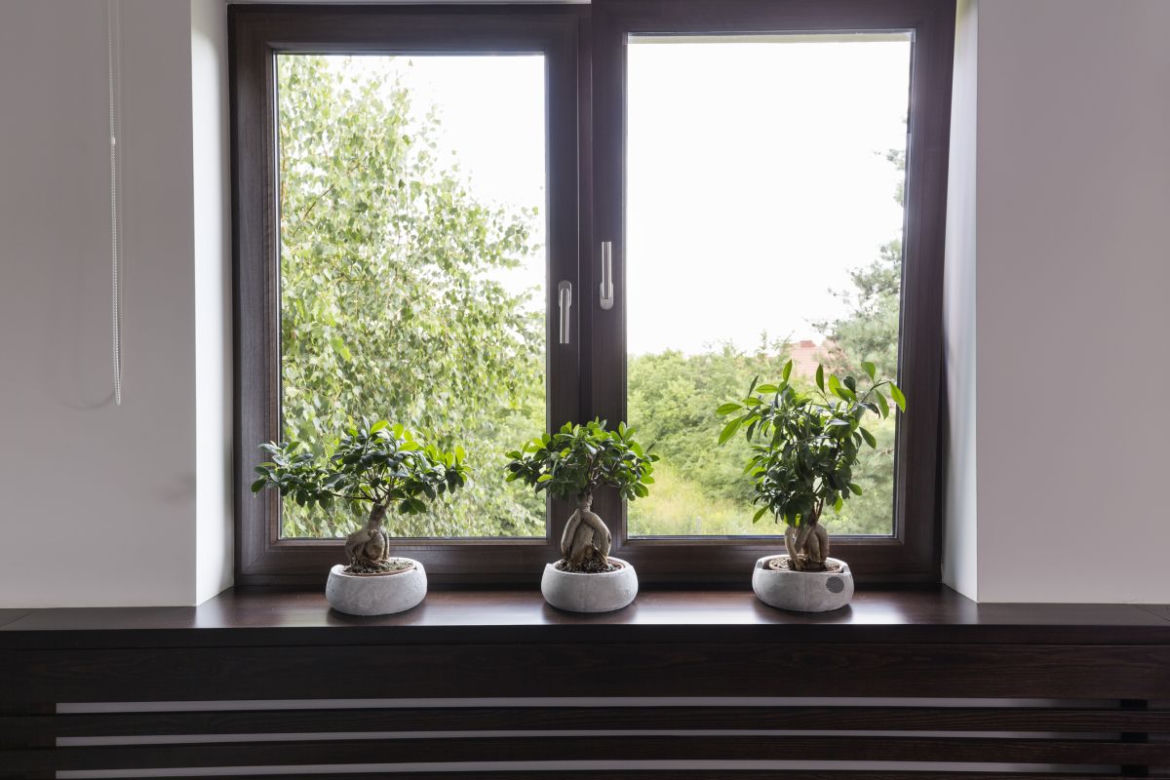 Jak dbać o drzewko bonsai?