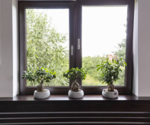 bonsai