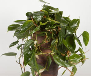Filodendron