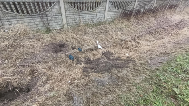 Zabił Walentynę, bo chciała od niego odjeść. Koszmar na Mazowszu