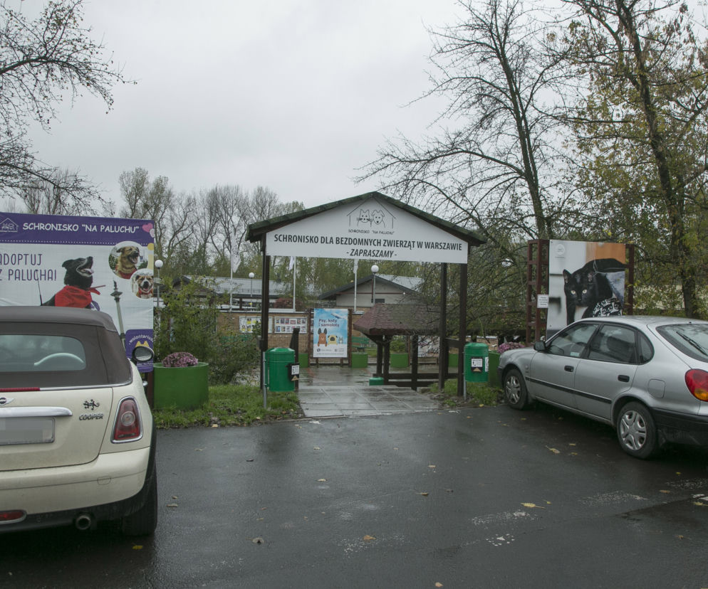 Darmowe leczenie. Schronisko na Paluchu pomaga zwierzętom uchodźców z Ukrainy