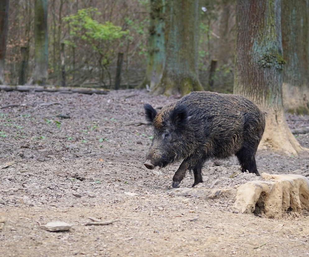 W styczniu wielkie polowanie na dziki. Także w Małopolsce