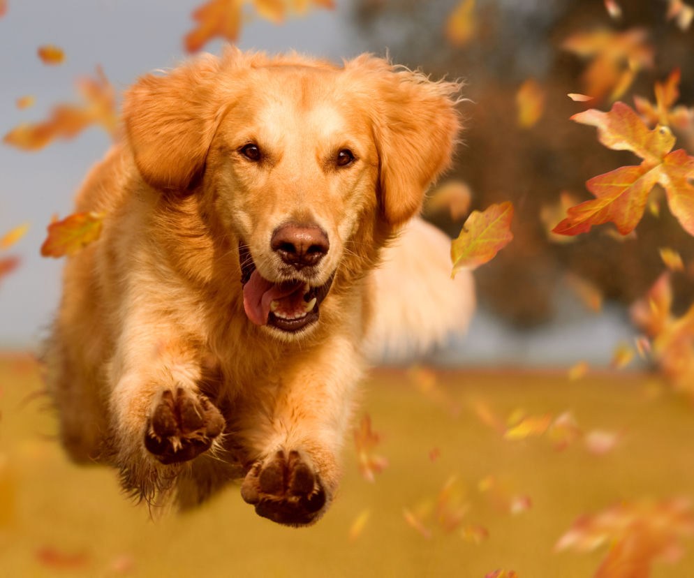 Golden retriever