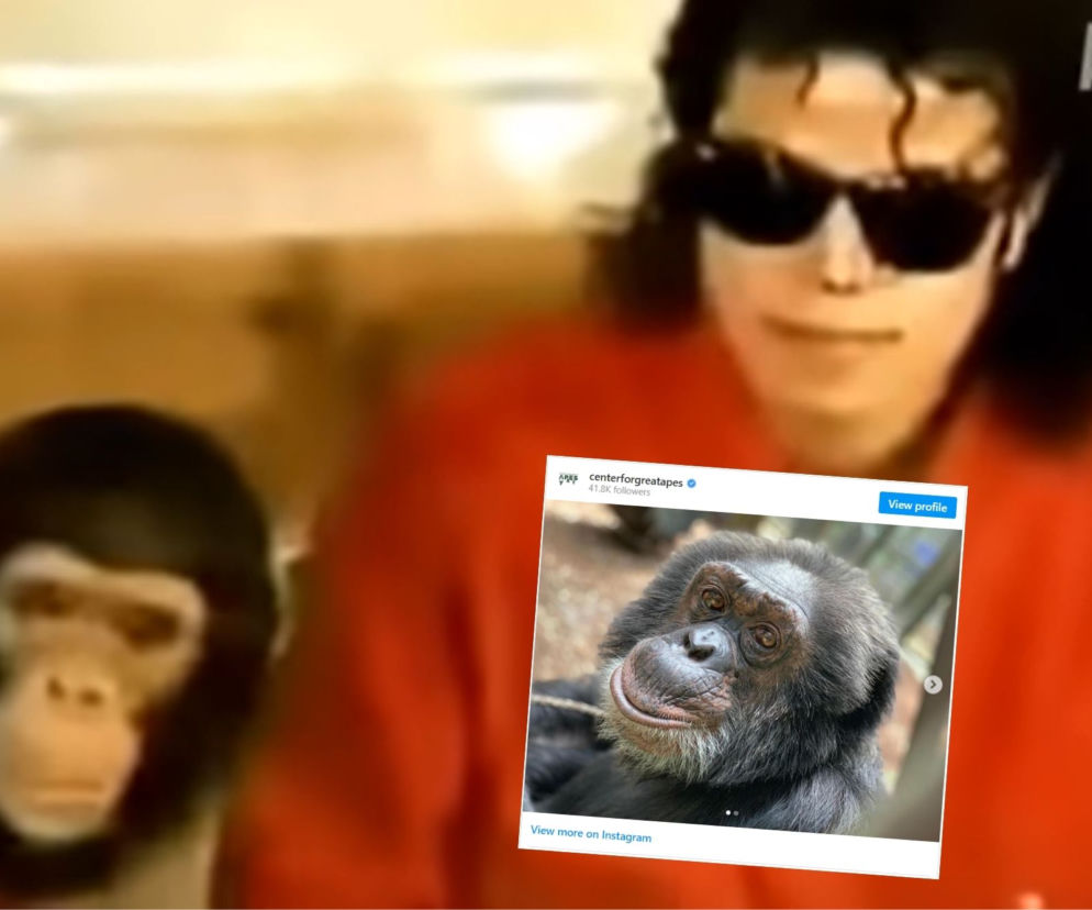 Michael Jackson traktował TEGO szympansa jako najlepszego przyjaciela. Szokująca relacja