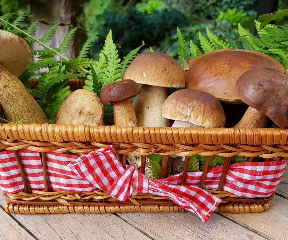 Białowieża. W tym roku nie będzie wystawy grzybów. Powód? Stan wyjątkowy