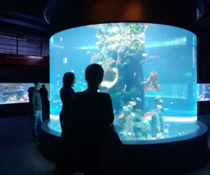 Otwarcie Orientarium w Łodzi