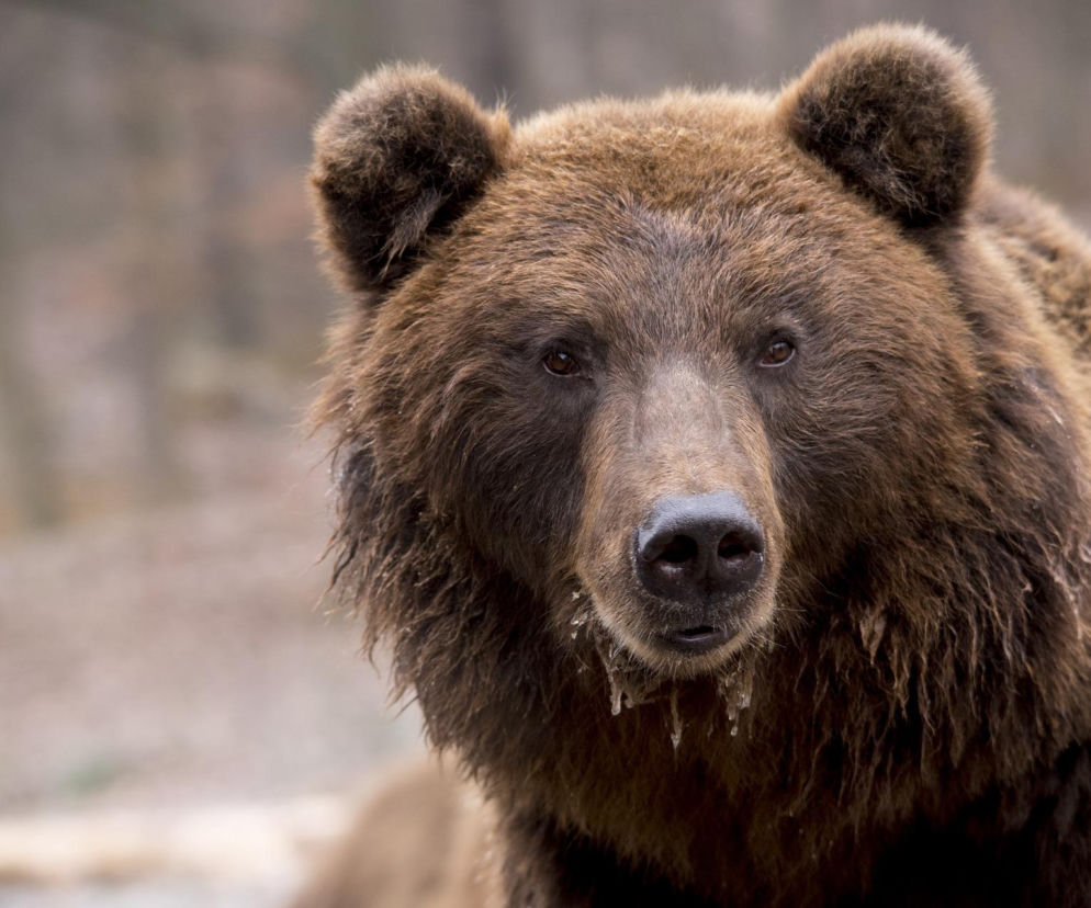 Bieszczady. Spotkanie oko w oko z niedźwiedziem! Warczał i ryczał w kierunku turystów