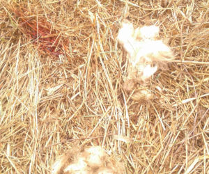 Rolnicy. Podlasie. Tragedia u jednego z bohaterów. Fani są w szoku [ZDJĘCIA]
