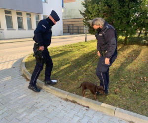 Słupsk: Poli zgubiła się na ulicy. Policja poszukuje właściciela psa