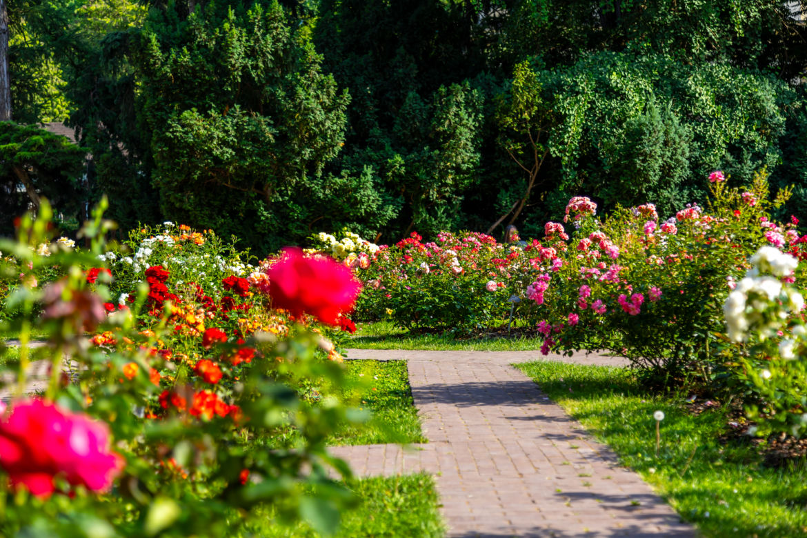 7 najładniejszych ogrodów botanicznych w Polsce. Kiedy je odwiedzić i gdzie są?