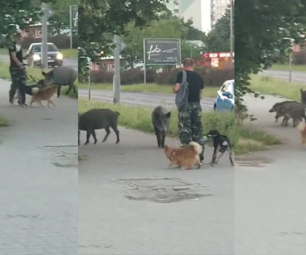 Wataha dzików w Olsztynie