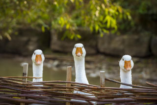 Gęsi w ogrodzie – naturalni sprzymierzeńcy czy uciążliwi goście? Praktyczny przewodnik po gęsim świecie