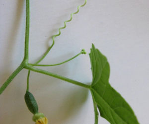 Ta roślina wygląda, jak mini arbuz. Ma szerokie zastosowanie w kuchni, a jej smak z pewnością was zaskoczy