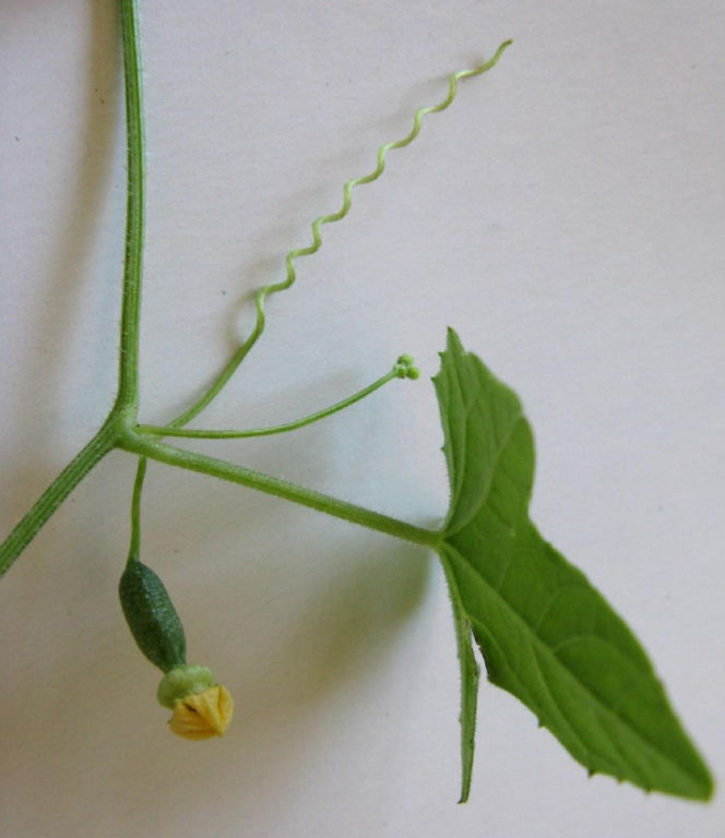 Ta roślina wygląda, jak mini arbuz. Ma szerokie zastosowanie w kuchni, a jej smak z pewnością was zaskoczy