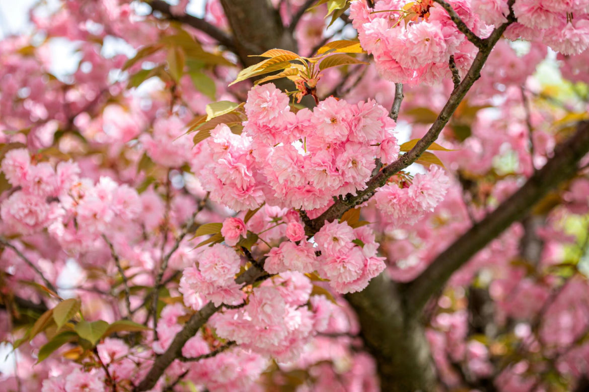       Nie musisz lecieć do Japonii, żeby zobaczyć kwitnące wiśnie. Te piękne drzewa zdobią też warszawską ulicę - i właśnie zakwitły! 