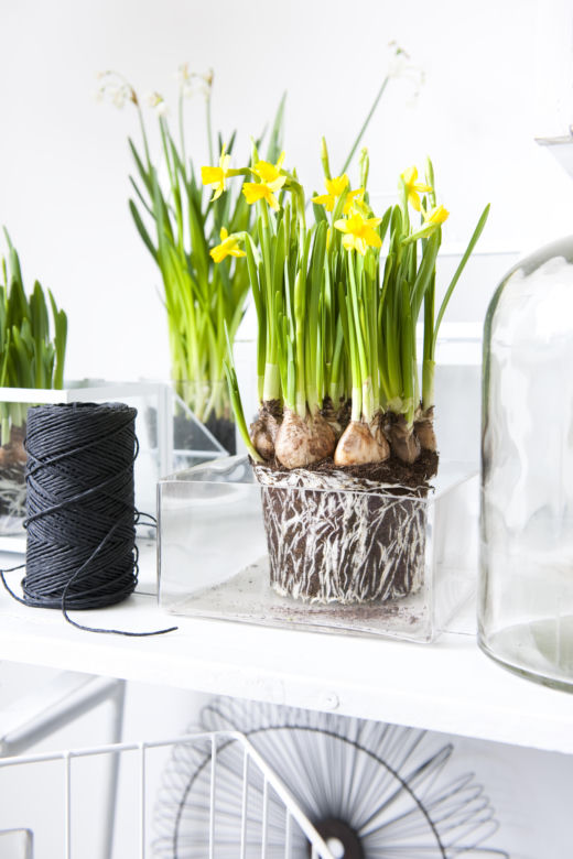 Narcyzy (Narcissus)