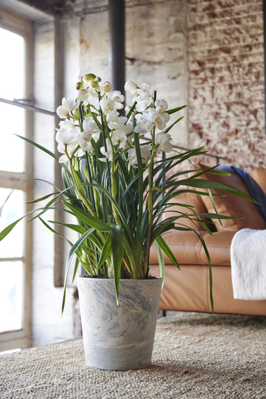 Storczyk Cymbidium (Cymbidium)