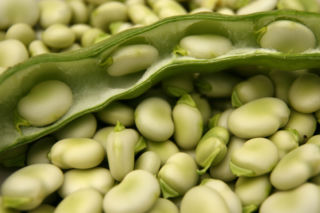 Bób - Vicia faba