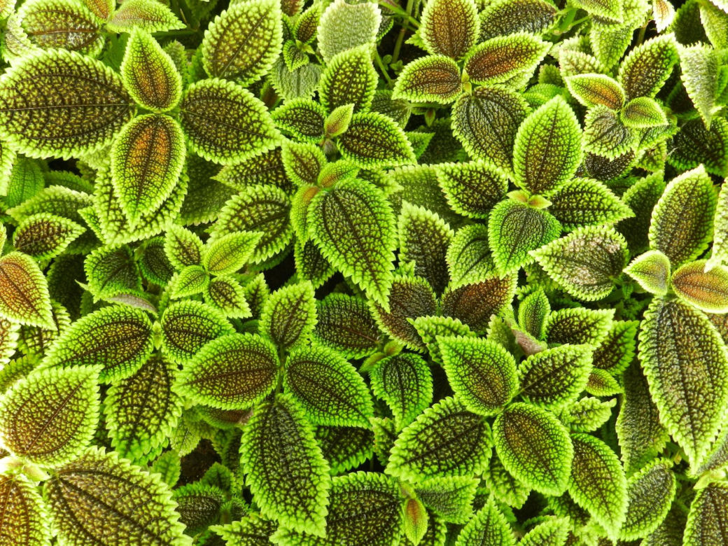Pilea involucrata. Kwiat przyjaźni, który pięknie wygląda w każdym wnętrzu