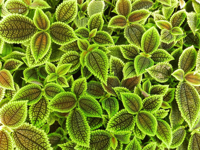 Pilea involucrata. Kwiat przyjaźni, który pięknie wygląda w każdym wnętrzu