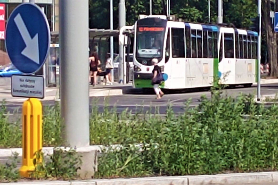 Chwasty na placu Rodła w Szczecinie