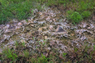 Pleśń śniegowa na trawniku: co to jest i jak ją usunąć?