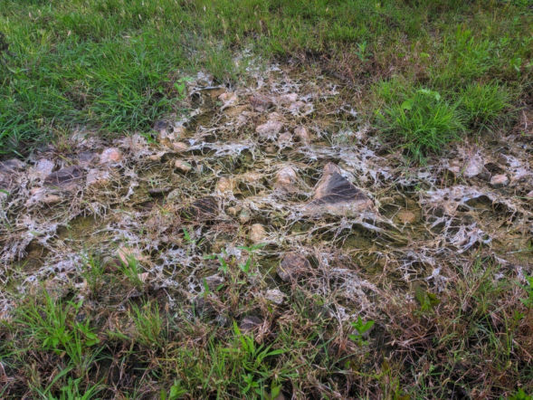 Pleśń śniegowa na trawniku