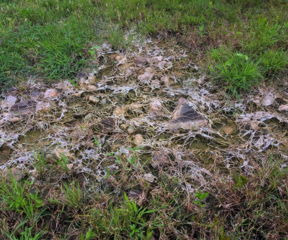 Pleśń śniegowa na trawniku: co to jest i jak ją usunąć?