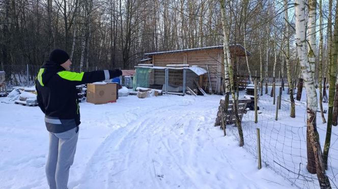 Wataha psów zaatakowała pod Siedlcami