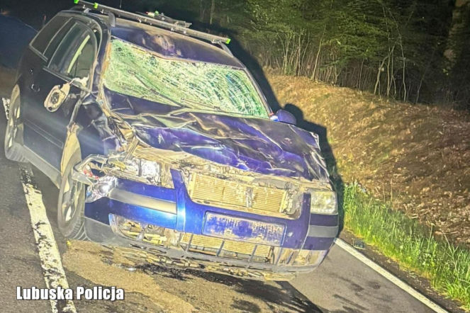 Żubr nagle wpadł na maskę auta. Przerażający wypadek w Lubuskiem 