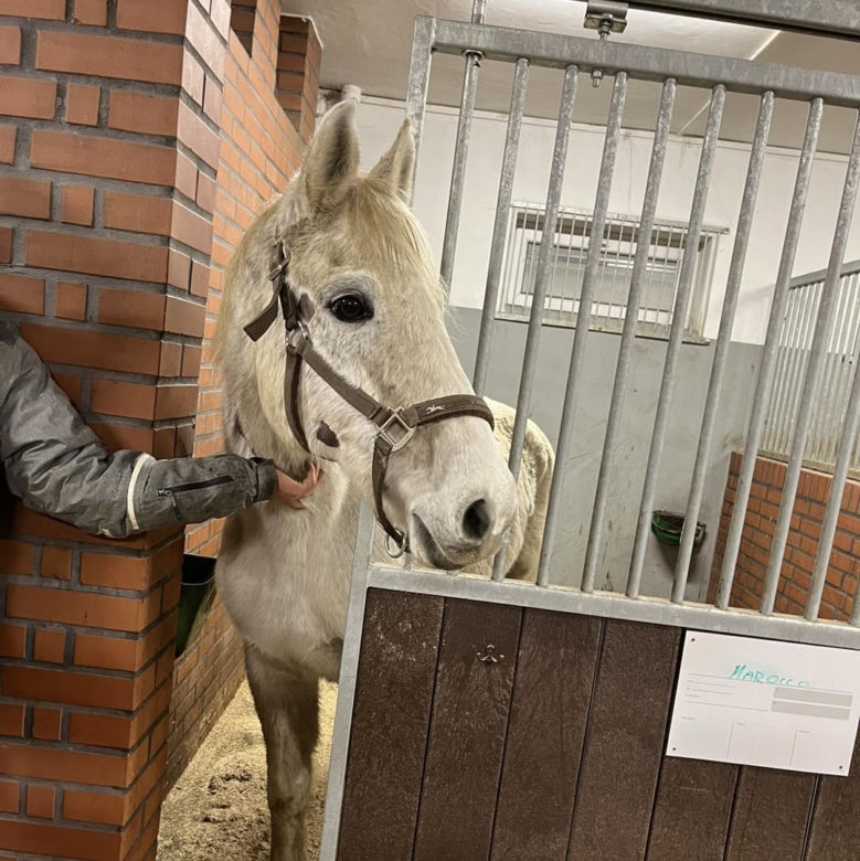 Nastolatek z mamą ratują konie po przejściach. Dzięki akcji Siano na siano zwierzęta przetrwają zimę