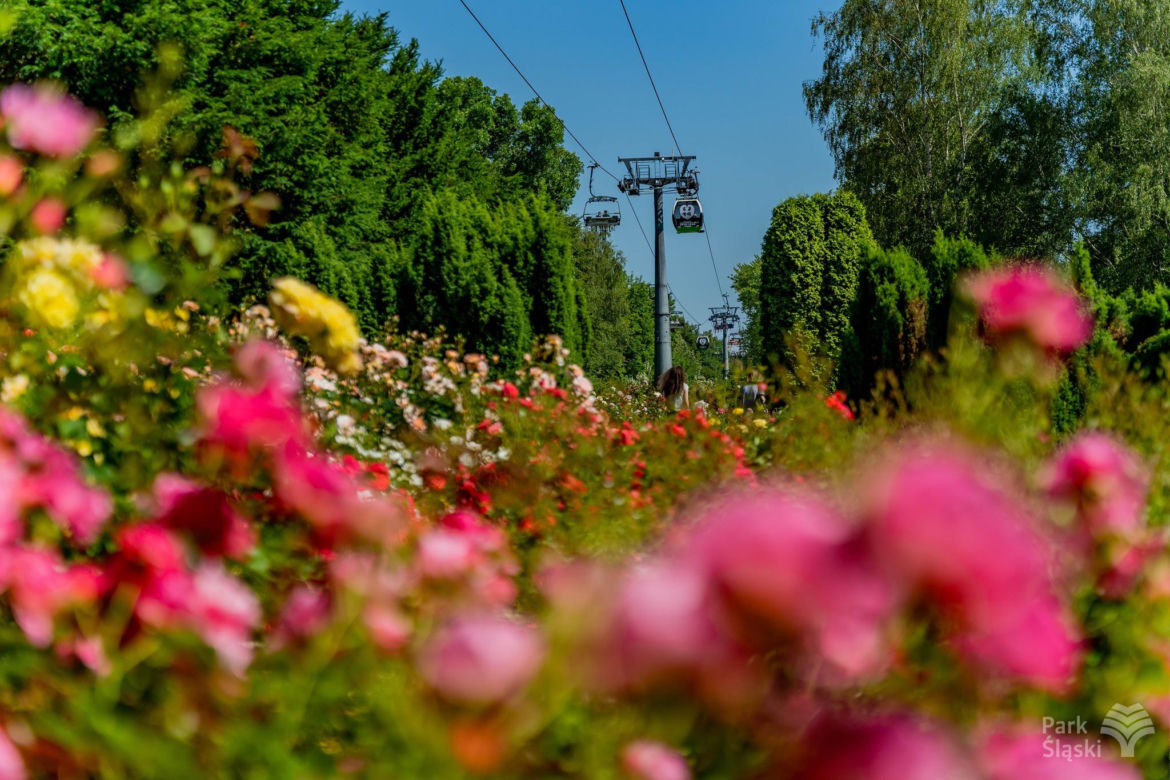 Rosarium w Parku Śląskim