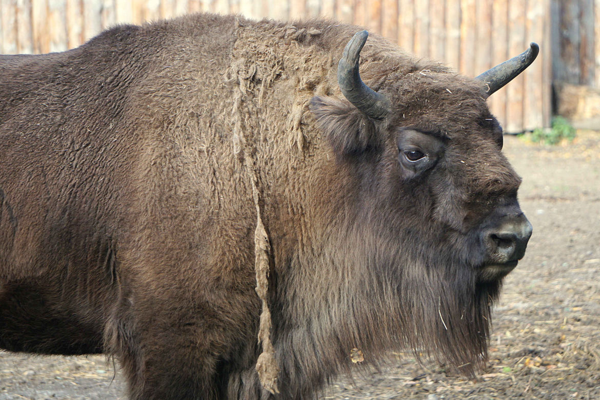 Weekendowe atrakcje we wrocławskim zoo: Dzień Wilka i charytatywny "Dziki Bieg"