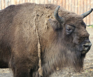 Weekendowe atrakcje we wrocławskim zoo: Dzień Wilka i charytatywny Dziki Bieg