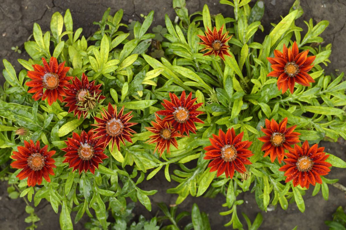 Gazania