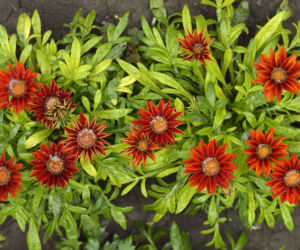 Gazania