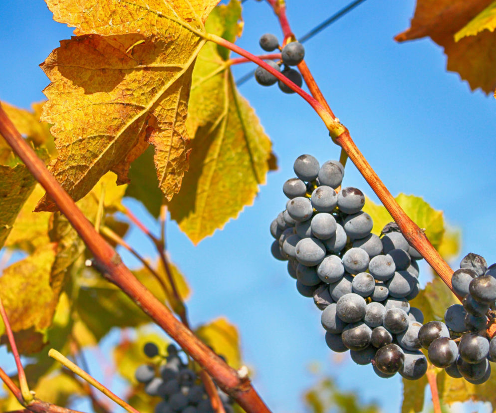 Zabytkowe piwnice otwarte dla zwiedzających