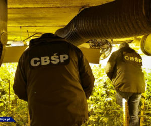 CBŚP zlikwidowało w Łódzkiem OGROMNĄ plantację marihuany