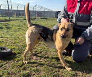 Niemałe pieniądze z akcji „Ciastko z Misją”. Dla schroniska w Henrykowie koło Leszna