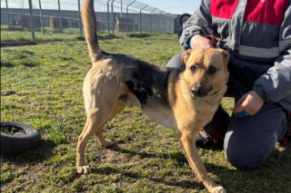 Niemałe pieniądze z akcji „Ciastko z Misją”. Dla schroniska w Henrykowie koło Leszna