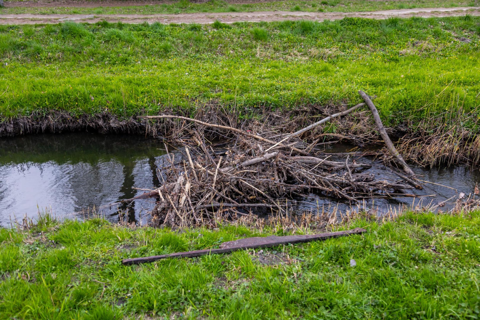 Bobrowe tamy na Potoku Służewieckim w Warszawie