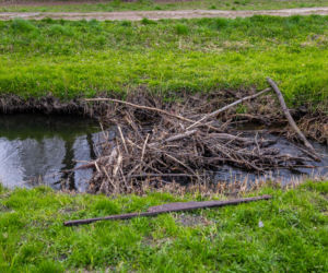 Bobrowe tamy na Potoku Służewieckim w Warszawie