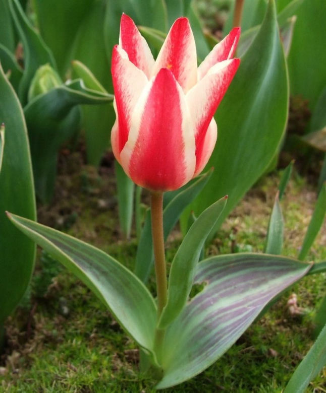 Tulipan