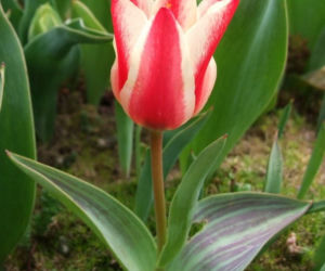 Tulipan