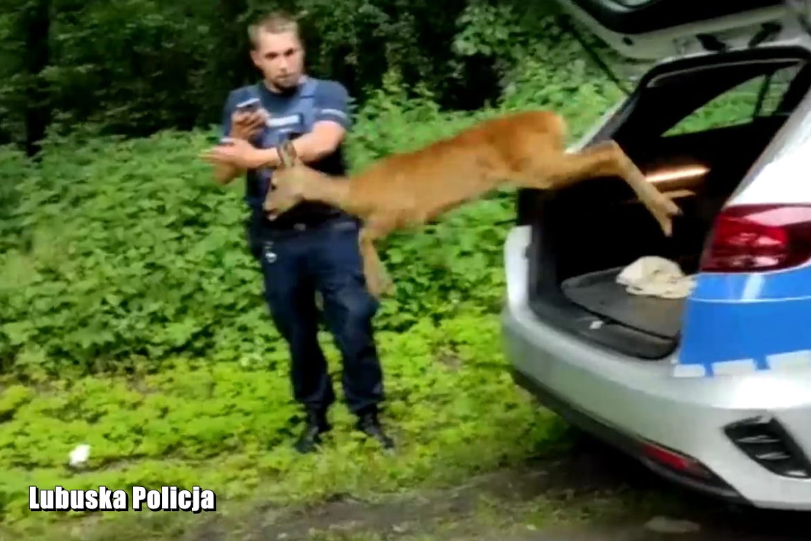 Nowa Sól. Zabłądziła w centrum miasta i "wydawała przeraźliwe odgłosy". Pomogli jej policjanci [WIDEO, ZDJĘCIA]