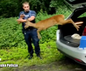 Nowa Sól. Zabłądziła w centrum miasta i wydawała przeraźliwe odgłosy. Pomogli jej policjanci [WIDEO, ZDJĘCIA]